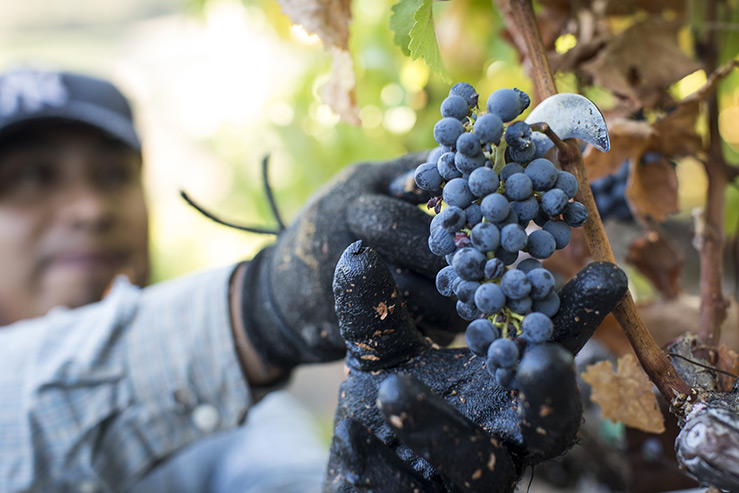 Farming Mountain Vineyard Grapes by hand